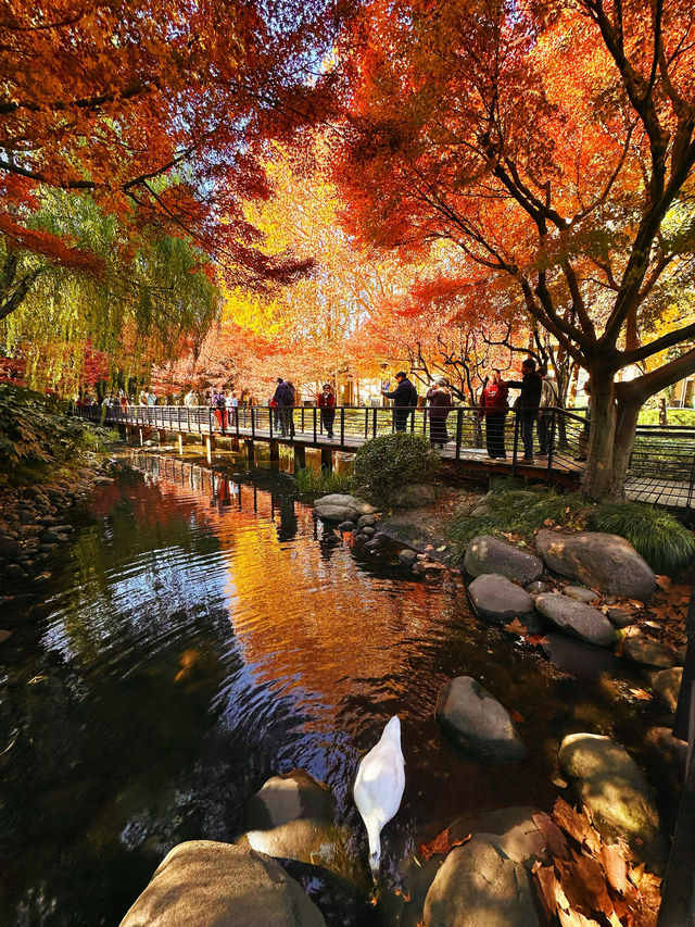 不誇張!本週上海最美的賞秋路線 不誇張!本週上海最美的賞秋路線