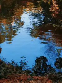 不在京都2025上海賞楓天花板