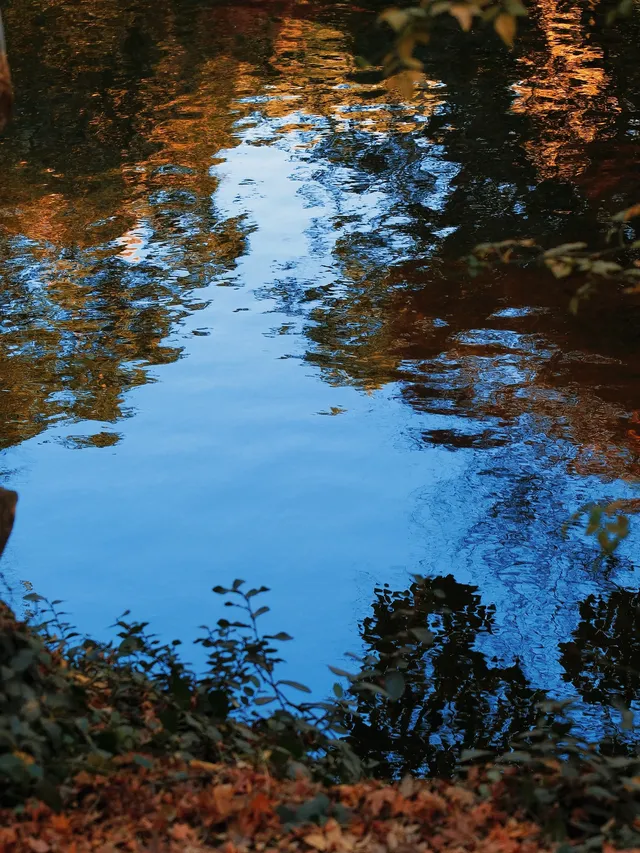 不在京都2025上海賞楓天花板 不在京都2025上海賞楓天花板