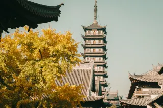 용화사에 가지 않으면 인파가 몰리는 진여사 은행나무가 가장 아름다운 시기에 도달했습니다