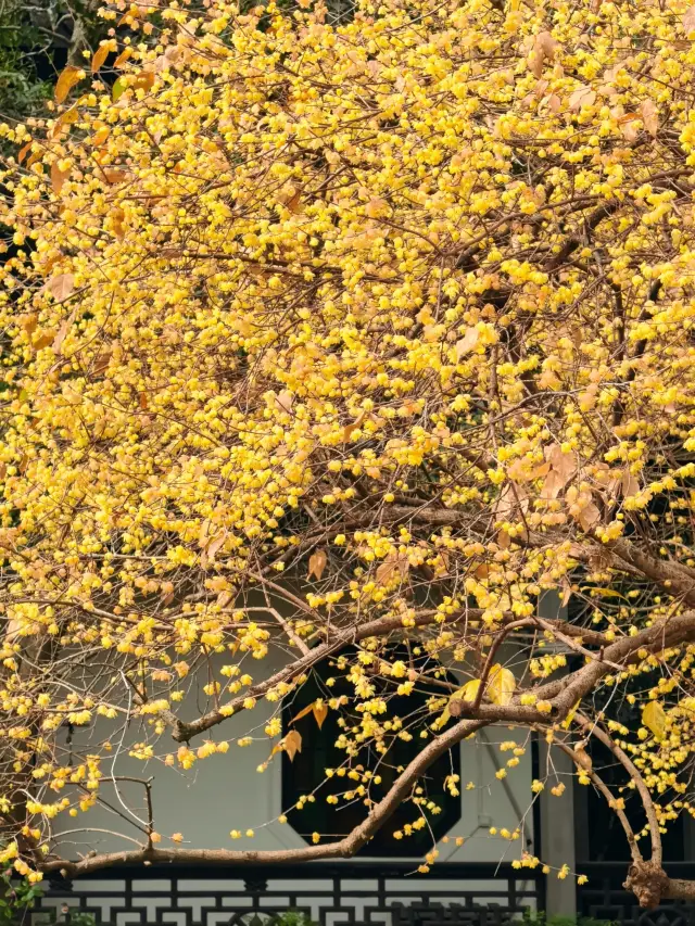杭州的臘梅已綻放~~杭州有多處觀賞臘梅的好去處