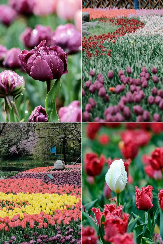 Qingdao | Let me show you how beautiful the tulips in Zhongshan Park are after the rain