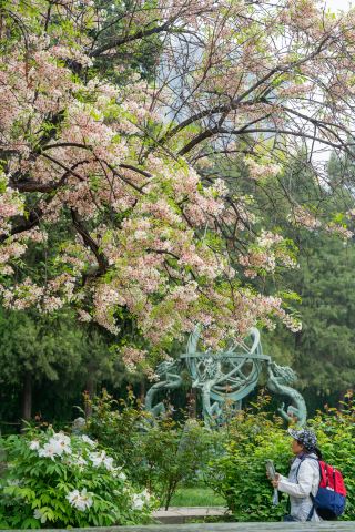 ดอกไม้ในวงศ์ Proteaceae จากหอดูดาวโบราณสุดโรแมนติกประจำปี 2026 ซึ่งมีจำหน่ายในเวลาจำกัด กำลังบานสะพรั่งเต็มที่แล้ว! อย่าพลาดโอกาสนี้ มิเช่นนั้นคุณจะต้องรอไปอีกปี!
