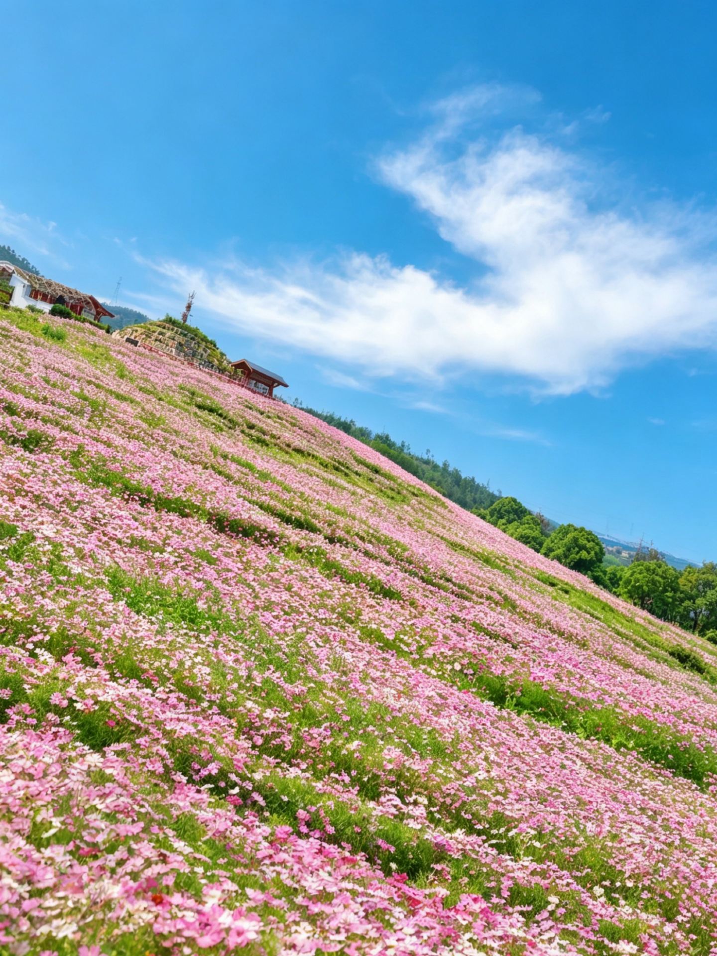 우한에서 1시간 직행! 미야자키 하야오의 여름 속으로! 코스모스 꽃밭이 유화처럼 아름다워요