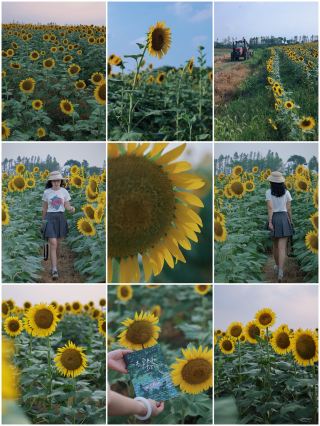 Sunflower sea｜Changshu Shanghu Ronghui family farm