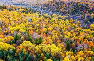 The colorful autumn scenery of the Lesser Khingan Mountains, a hidden autumn gem in Yichun, is breathtaking.