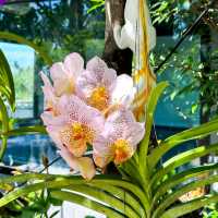 ร่มไม้คาเฟ่ คาเฟ่ริมทาง 304 ปราจีนบุรี
