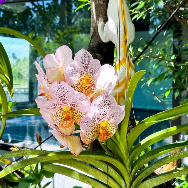 ร่มไม้คาเฟ่ คาเฟ่ริมทาง 304 ปราจีนบุรี