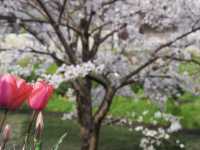 【京都市】桜 x 川 x 舟の風情🌸
