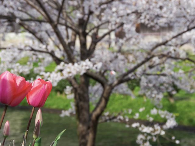【京都市】桜 x 川 x 舟の風情🌸