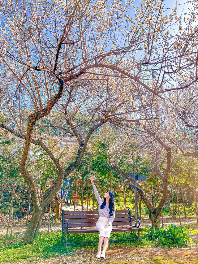 경남에서 가장 빨리 봄을 맞이하는 곳🌸