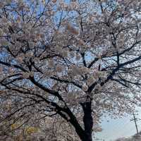 사람보다 벚꽃이 더 많은 공주 벚꽃 스팟모음🌸