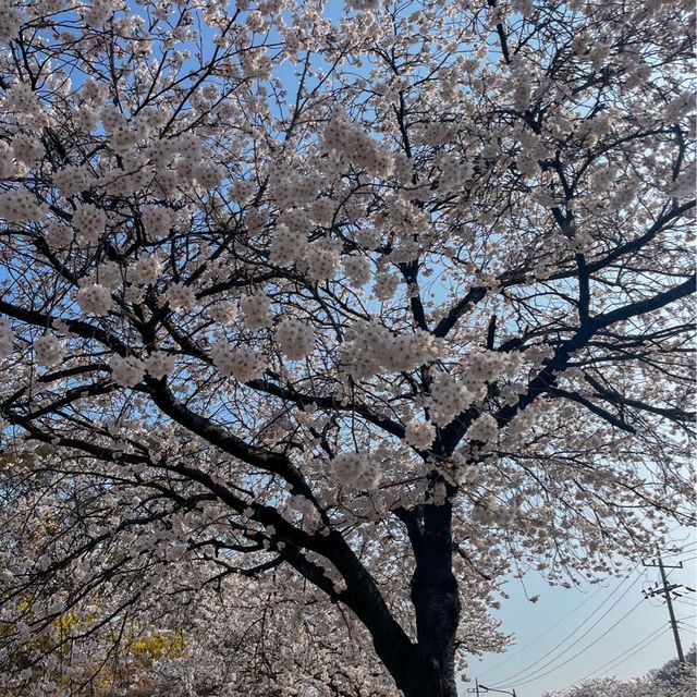 사람보다 벚꽃이 더 많은 공주 벚꽃 스팟모음🌸