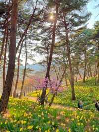 수선화 가득한 서산 유기방가옥💛