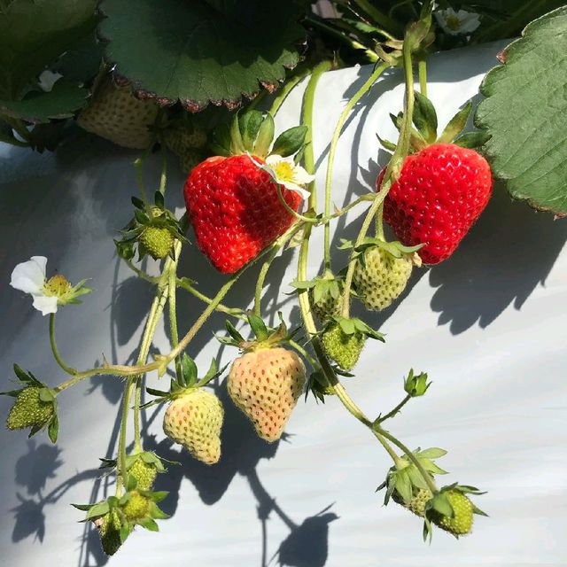 越後湯澤🍓村🤳任食🍓😍