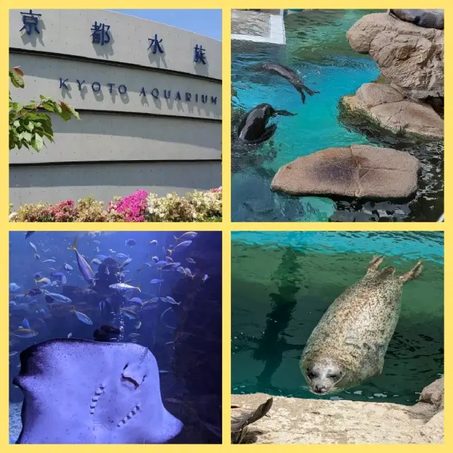 京都水族館睇人氣企鵝