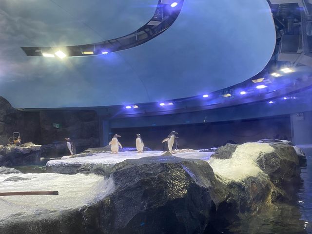 🐧Penguin Cove ❄️