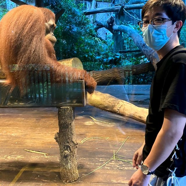 The Singapore Zoo Is An Animal Friendly Zoo