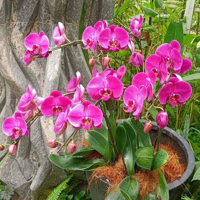 Singapore National Orchid Garden @ Botanics