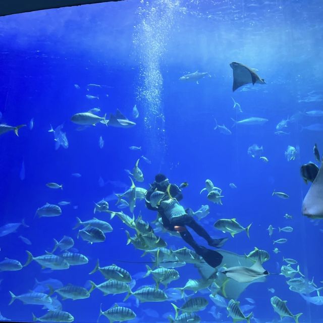 🌊🐠 台灣海洋生物博物館─海洋奇觀樂園 🌊🐠