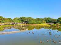 【港版加拿大湖🇨🇦~濕地公園🍁】