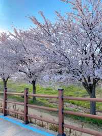 벚꽃비 내리는 강릉 경포호~ 🌸