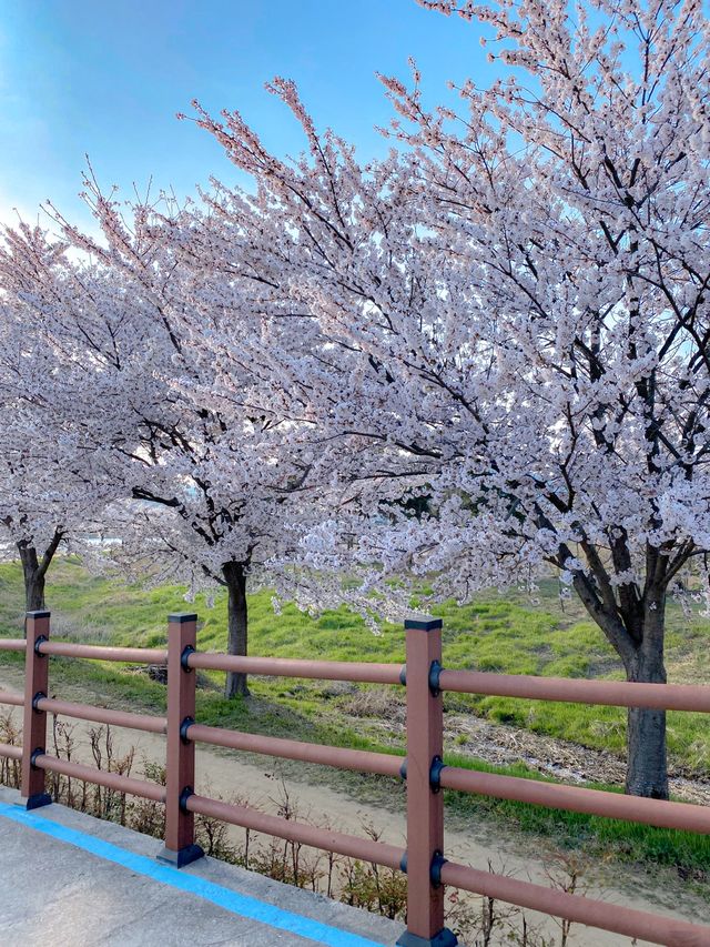 벚꽃비 내리는 강릉 경포호~ 🌸