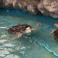 แวะชมตู้แมงกระพรุนหลากสีที่ Underwater World 🌊