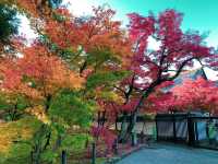เที่ยวใบไม้เปลี่ยนสี เกียวโต วัดเอกันโดเซ็นริน 🍁⛩️