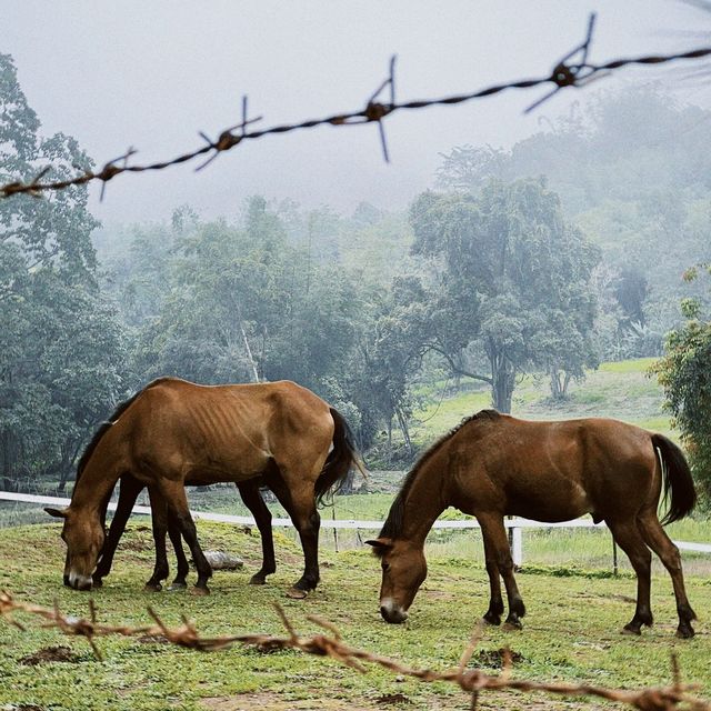 Pang Tong Palace: A Home for Wildlife