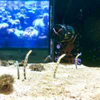 DMM Kariyushi水族館-將科技融入水族館內