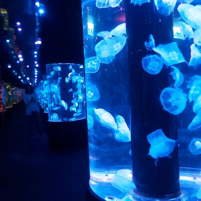 市區中的水母館
