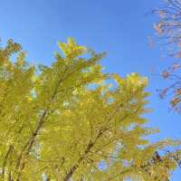 🍁超美涼亭與滿滿的もみじ楓葉|奈良公園