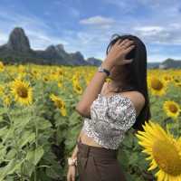 ทุ่งทานตะวัน 🌷✨