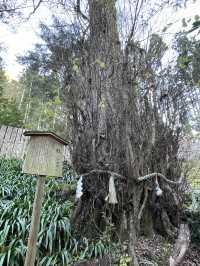 【京都府/貴船神社結社】結び文に願いをしたためよう！