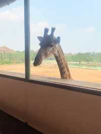 ⭐️亞洲最大動物園～Safari World
