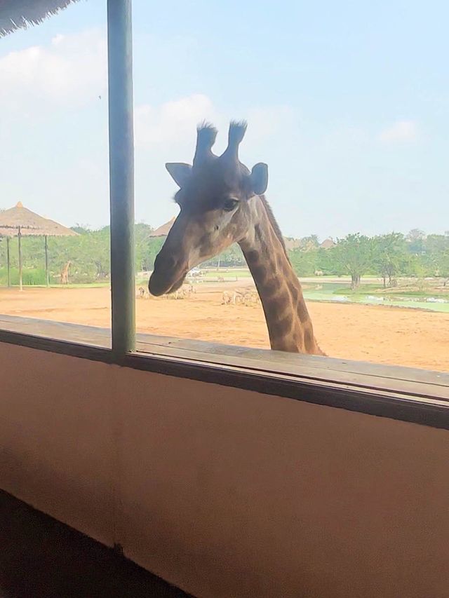 ⭐️亞洲最大動物園～Safari World