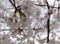 桜の季節🌸