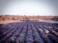 澳洲珀斯💜 Yanchep Lavender Farm 薰衣草花田