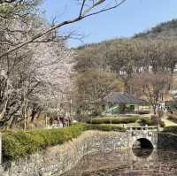 사진찍기 좋은 봄꽃 스팟:: 우암사적공원🌼