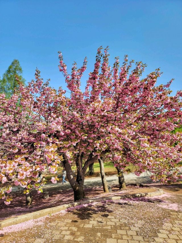 경주 불국사 겹벚꽃🌸엔딩은 이제 시작🩷