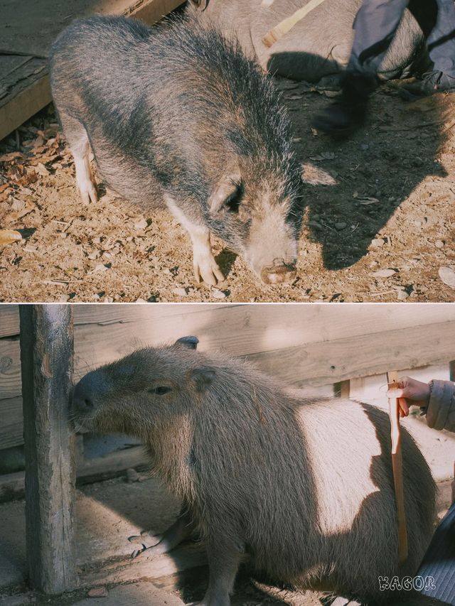 日本九州 | 阿蘇市里一個隱世的治癒系動物園~