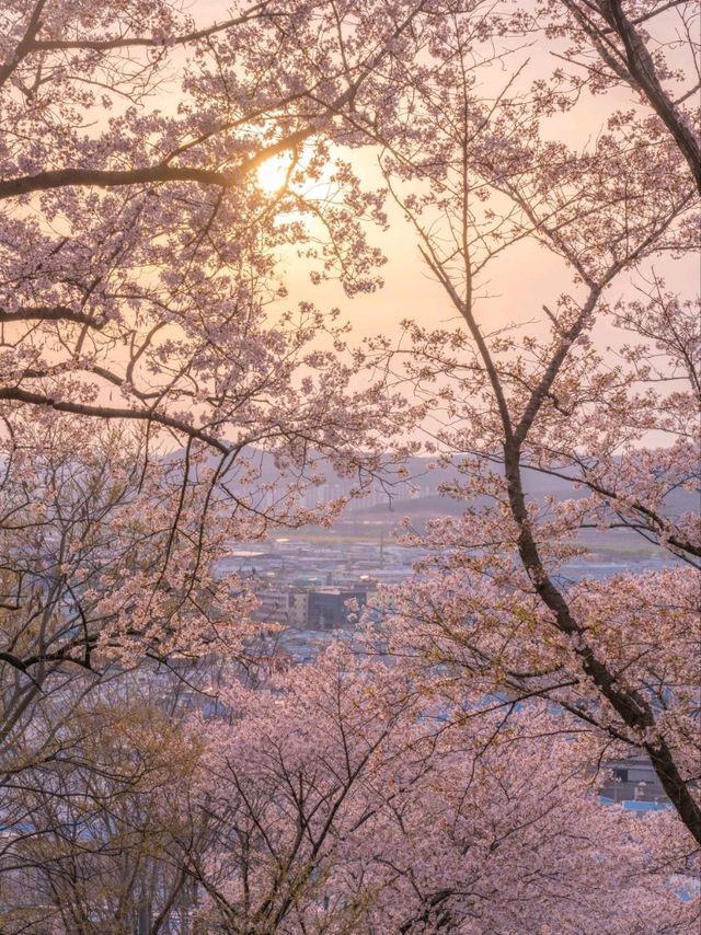 로맨틱한 벚꽃계단 침산공원