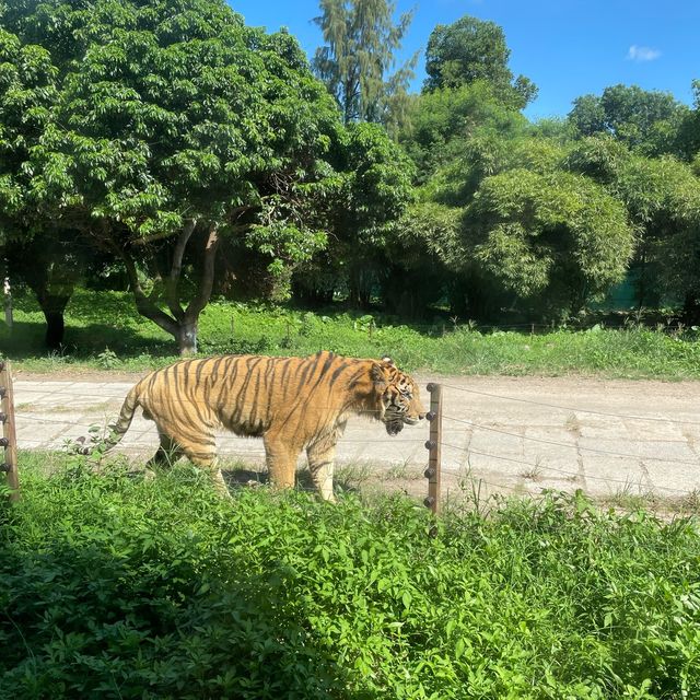 中國深圳｜野生動物園親親長頸鹿🦒小香豬🐷