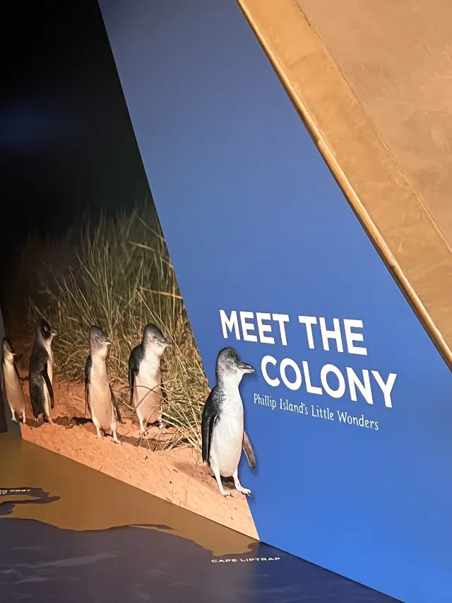 Witnessing Nature’s Wonder, the Tiny Penguins