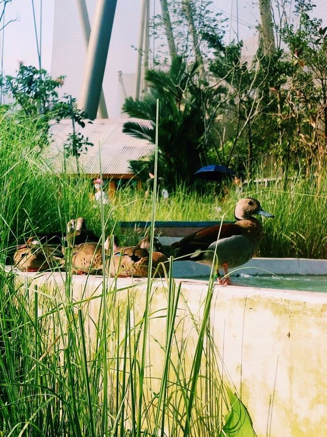 Mandai's Feathered Sanctuary - Bird Paradise