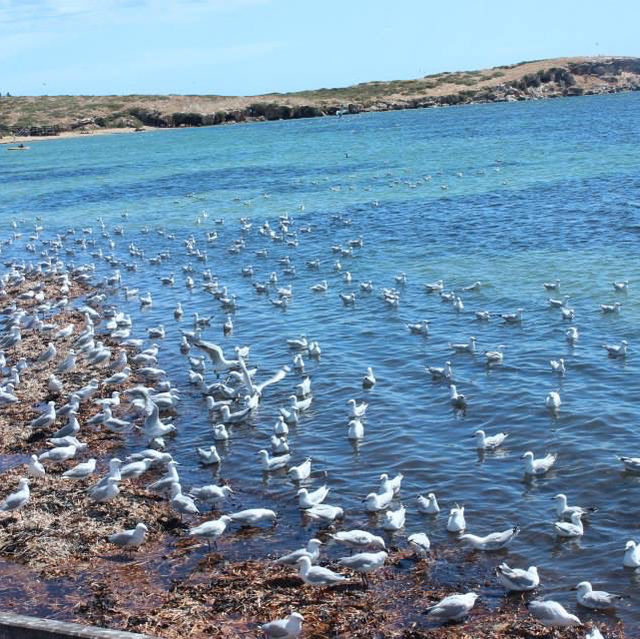 🐧 The Penguin Island 🐧 