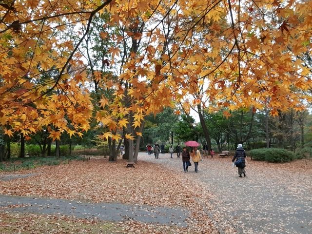 Stunningly beautiful Showa Kinen Park