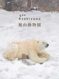 【北海道】冬の動物園を名言と共に楽しもう🐻‍❄️🐧🦭🦝🐺💕