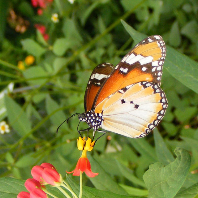 Butterfly Spotting at Hort Park SG